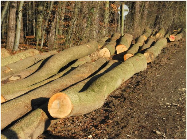 Göttinger Eschen-Holz vor der Abreise nach China. Seit China seine Wälder besser schützt, importiert es den Rohstoff Holz von überall. Ein Teil kommt als Konsumgüter wieder zurück. Die Transportkosten sind vielfach subventioniert, ökologisch ist das nicht.