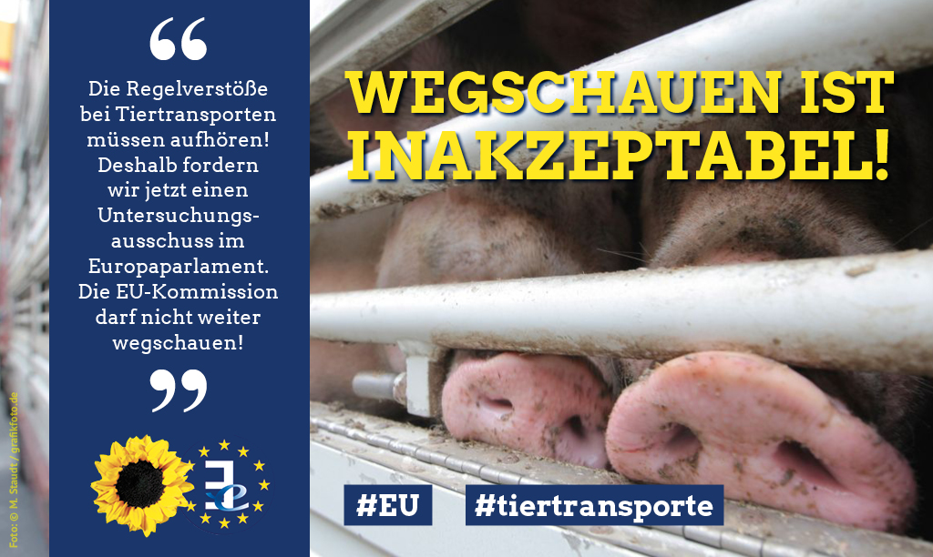 Tiertransporte: Große Koalition im Europaparlament will Untersuchungsausschuss verhindern - Wir Grüne klagen. - Sven Giegold - Mitglied der Grünen Fraktion im Europaparlament