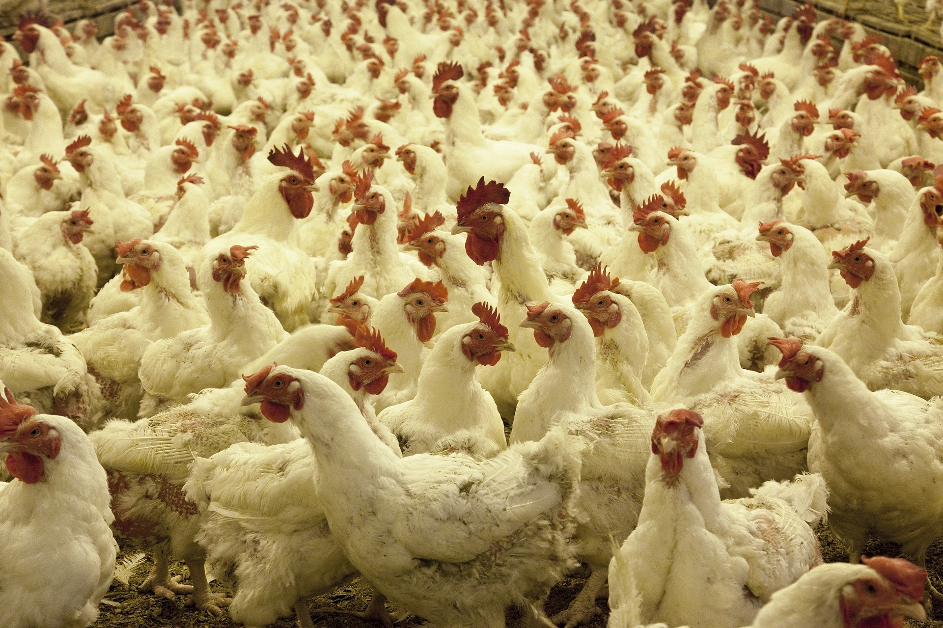 Qual-Haltung in der Hähnchen-Mast: Europaparlament fordert bessere Haltung statt mehr ...